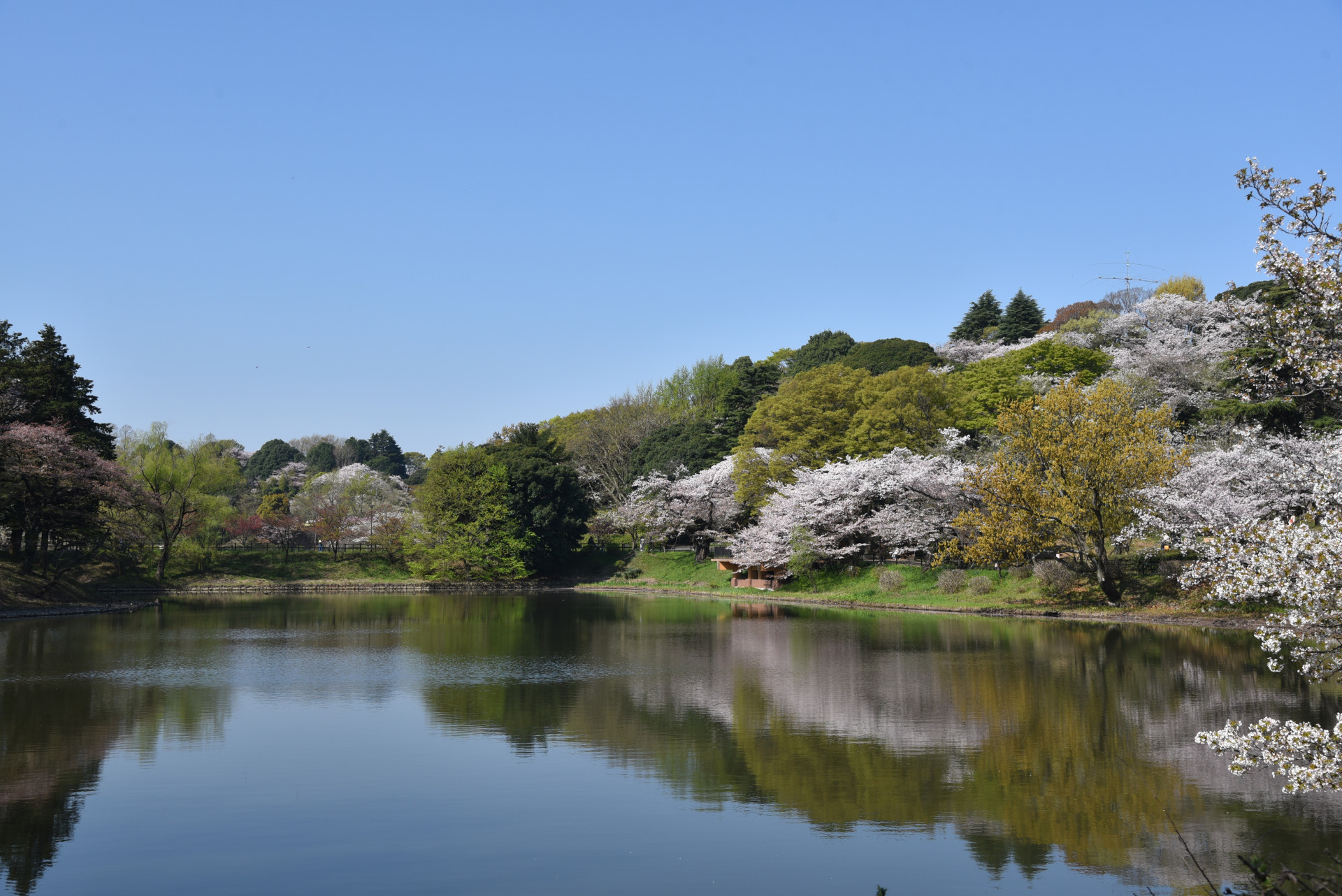 命の水が育んだ、桜の名所【花のコラム】